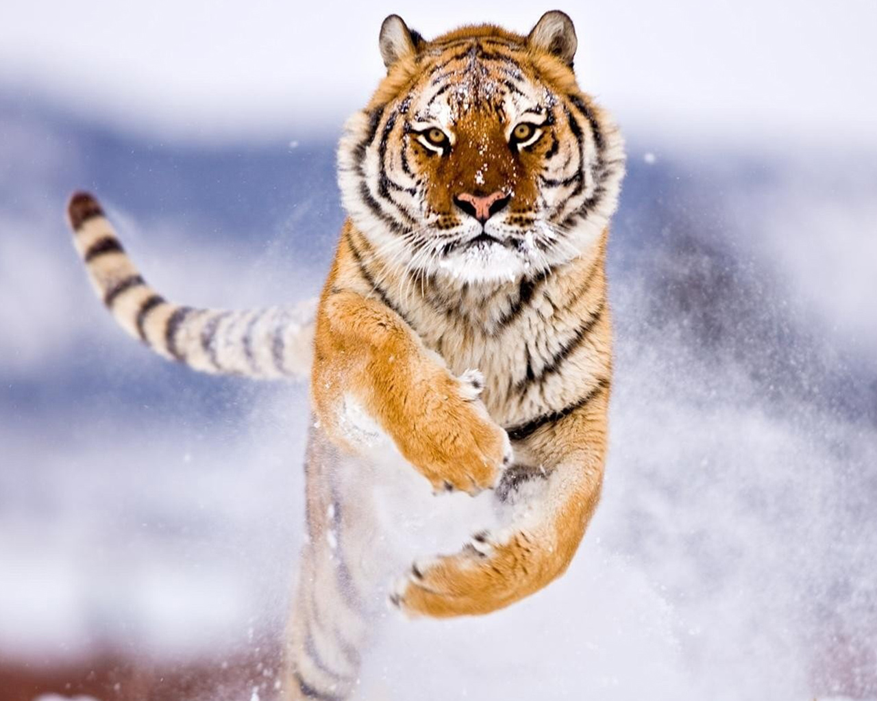 Amur Tiger in Snow481042657 - Amur Tiger in Snow - Tiger, Snow, Rainforest, Amur